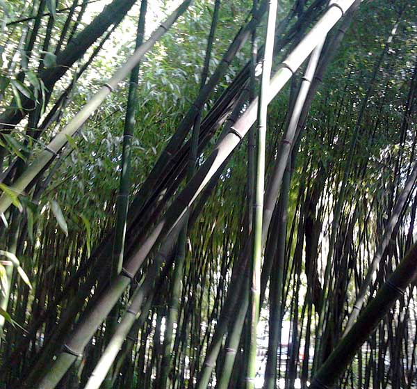 bambuk4