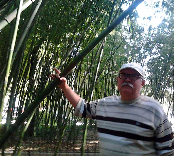 bambuk5