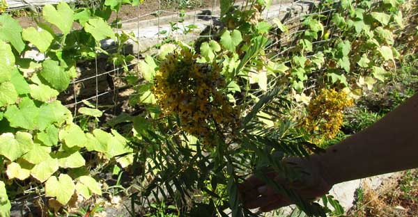 растения Евпатории