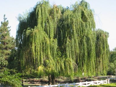 1 Willow